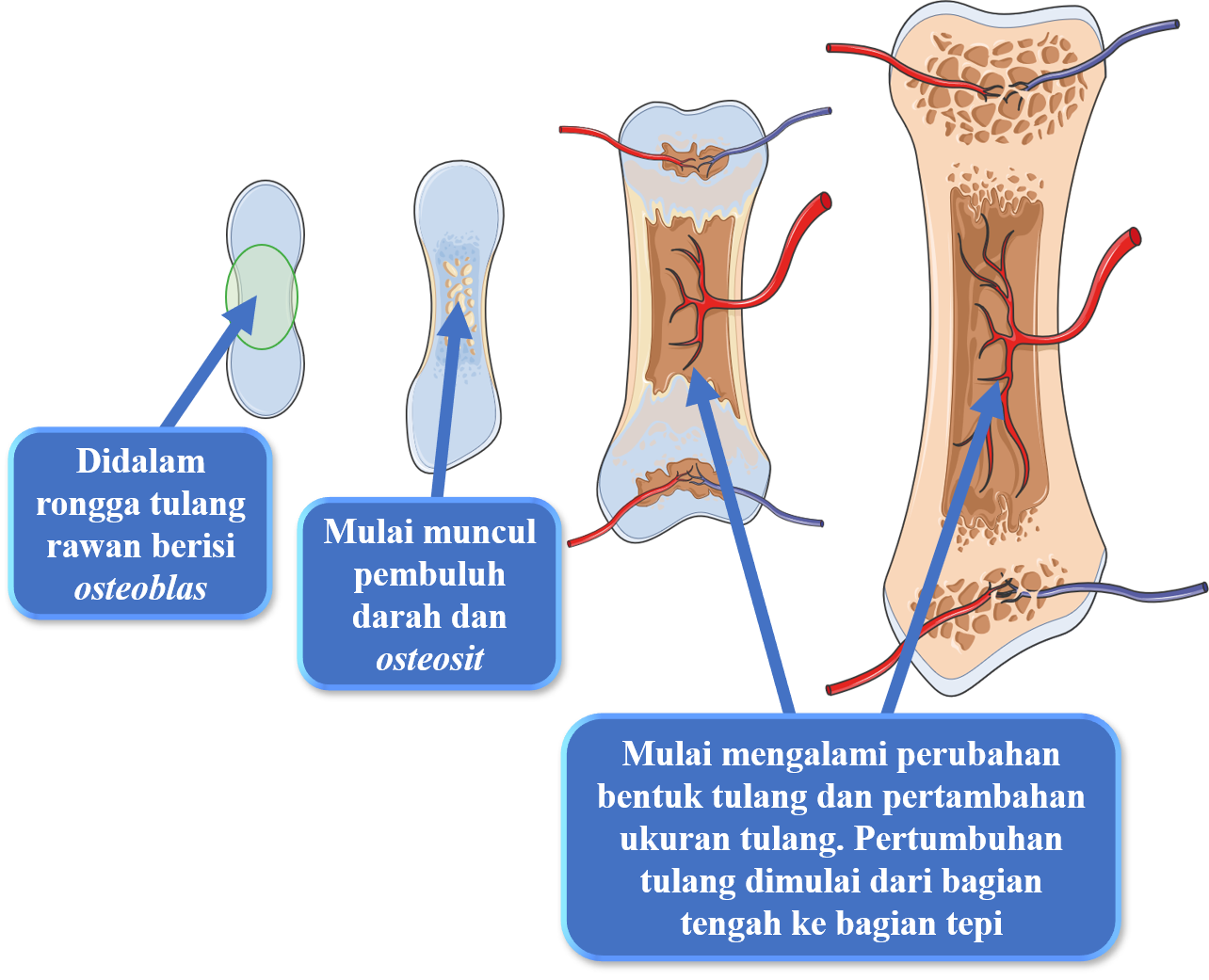 Proses Osifikasi