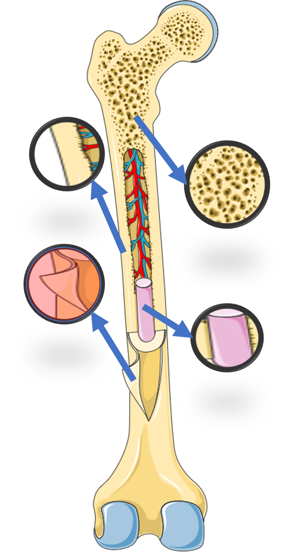 Periosteum