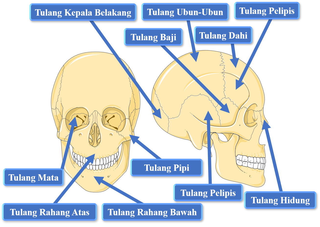 Rangka Tengkorak